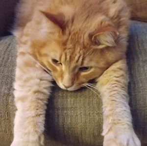 Meet your Posher, Donna